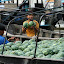 That's amazing. Two melons and one in each hand. That must take practise.