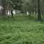 A sneak speek through Buu Tanh reveals that he has some lazy gardeners...