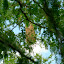 And apparently also eat the eggs out of these nests!