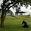 The gazebo type things protect the monuments that have been moved from original location to here...the horse is just for effect