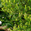 Pretty bush...