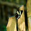 Ooooo, pretty butterfly!  Makes a change from a hole in the ground at least