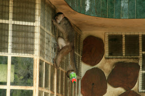 Their deft tails come in handy for many purposes...