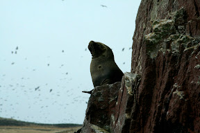 Like Gringos on a Peruvian bus, the odd sealion on the islands got stared at and every movement analysed - beautiful creatures though ;o)