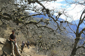We also found these weird tropical trees that look as though they're full of bird nests.