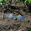 Another bird! We were a bit poo at catching the names.