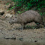 A Capybara, an animal we didn't even know existed until taking this tour. Imagine a guinea pig and a rat had an exceptionally large child, a Capybara would be the result.