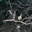 Birds of Paradise, or otherwise known as 'Stinky Turkeys' apparently. A bit unfair we think.