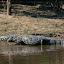 One of the many lurking Alligators that quietly watch the banks of Rio Yacuma.