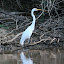 A stork proudly staring out his potential meals...