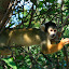 Like all monkeys, they are effortlessly adorable and pose ever so helpfully.