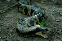 The Anaconda Cobra found our presence particularly hilarious.