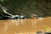 ”Hey turtles, either of you have a tin opener on you? Feeling peckish...“