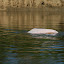 The exceptionally elusive Pink Dolphin - or a jelly fish. But that would be even more amazing...