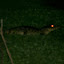 The best photo I managed to get of our night Caiman spotting, the mosquitoes were far more successful at taking chunks out of us...