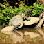 “Guys, guys, we're not baby turtles any more - its time to move to a bigger log!”