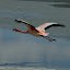 Soaring free... but they don't let you get too close.