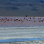 One kick sprint in their general direction and poof! You have a photo of apparently migrating flamingos!