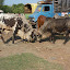 No tourist trinkets for sale here - spices, fish, food and livestock are the name of the game.
