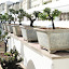 A selection of Bonsai trees.