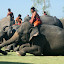 Some people believe 280 elephants sitting down at once in Thailand caused the blackout.