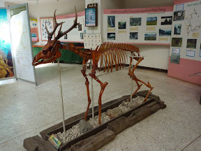 A deer, possibly barking.