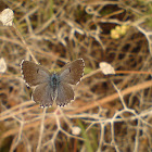 Eastern Baton Blue