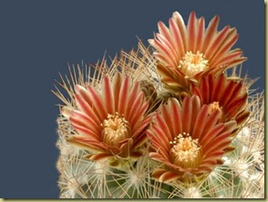 flor de cactus