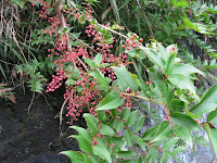 IMG_1792.JPG