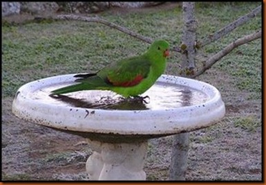Parrot-in-a-bird-bath