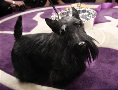 [westminster-dog-show-2010-results[3].jpg]