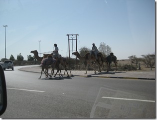 IMG_0495 IMG_0495