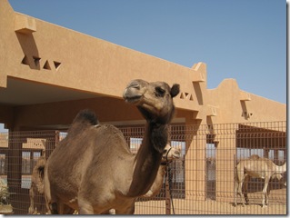 IMG_0516 IMG_0516