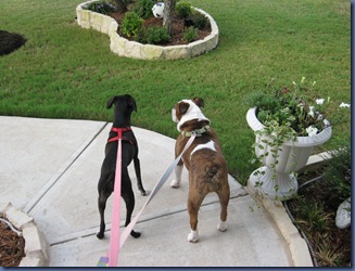IMG_1417 IMG_1417
