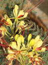 Mexican Bird of Paradise Mexican Bird of Paradise