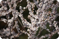 IMG_3147 IMG_3147