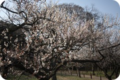 IMG_3062 IMG_3062