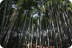 IMG_2990 IMG_2990