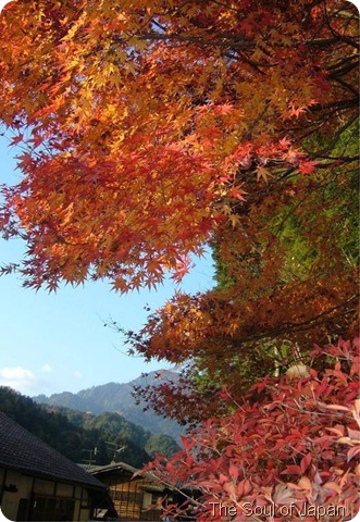 autumnal 1