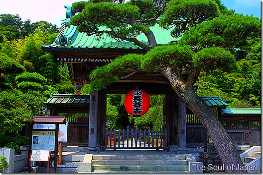hasedera hasedera