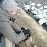 © Karen Partridge. WWT Slimbridge January 2011