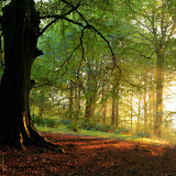 © John Waters: Panorama Beech Woodland, Mendip Hills AONB, Somerset, UK