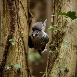 © John Waters:  Goshawk. Adult female, flying between trees, tucking in wings to pass through gaps (captive bird). Mixed deciduous coniferous woodland, Somerset, UK, 2007
