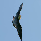© John Waters: Peregrine Falcon, male (captive bird) in flight Somerset, UK &ndash; 29-Apr-2006