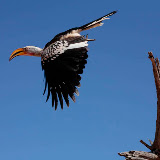 © John Waters: Southern Yellow-billed Hornbill in the Kalahari Desert, Northern Cape, South Africa, 2007