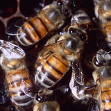 © Tony Allen: African Honeybees &ndash; 25-Feb-2010
