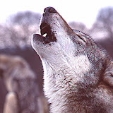 © John Waters: Wolf Howl