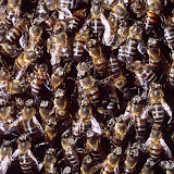 © Tony Allen: African and Cape Honeybees, South Africa &ndash; 25-Feb-2010