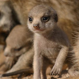 © Robin Smith: Baby Meerkat