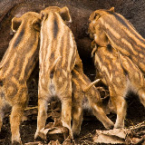© Steve Nicholls: Wild Boar Suckling &ndash; 27-Apr-2009